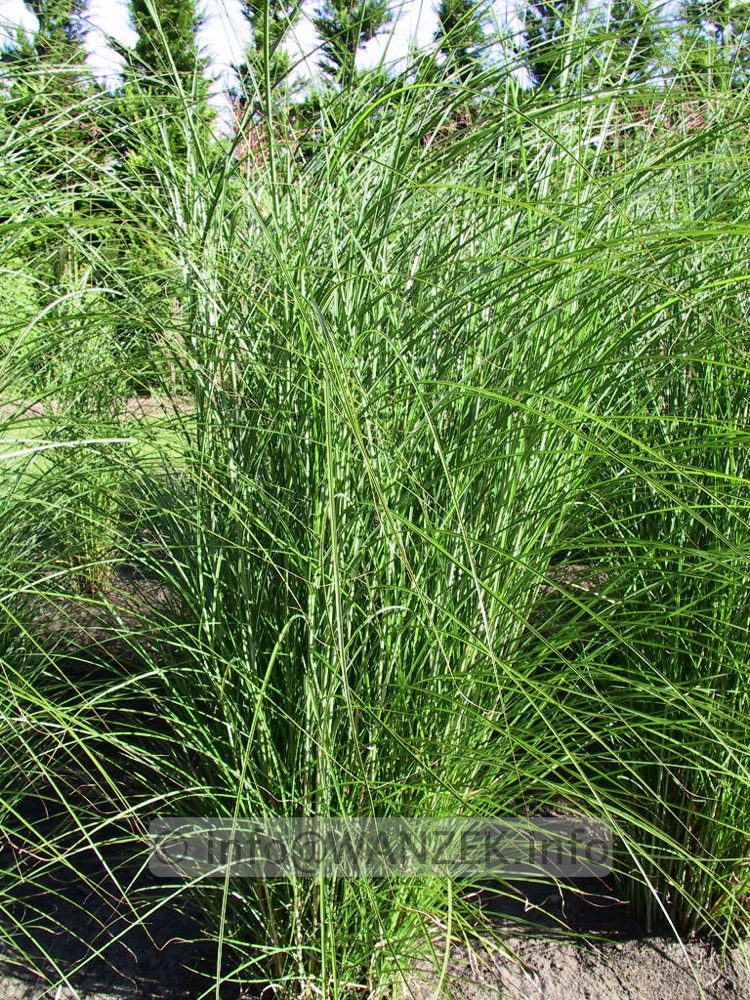 Miscanthus sinensis Gracillimus 03.jpg